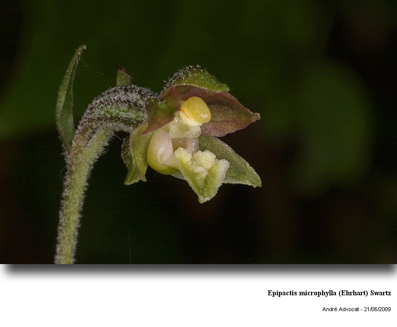 Epipactis microphylla (Ehrhart) Swartz #11322
