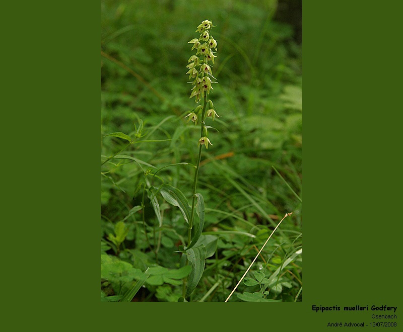 Epipactis muelleri Godfery (Epipactis de Müller -Orchidée) #4807