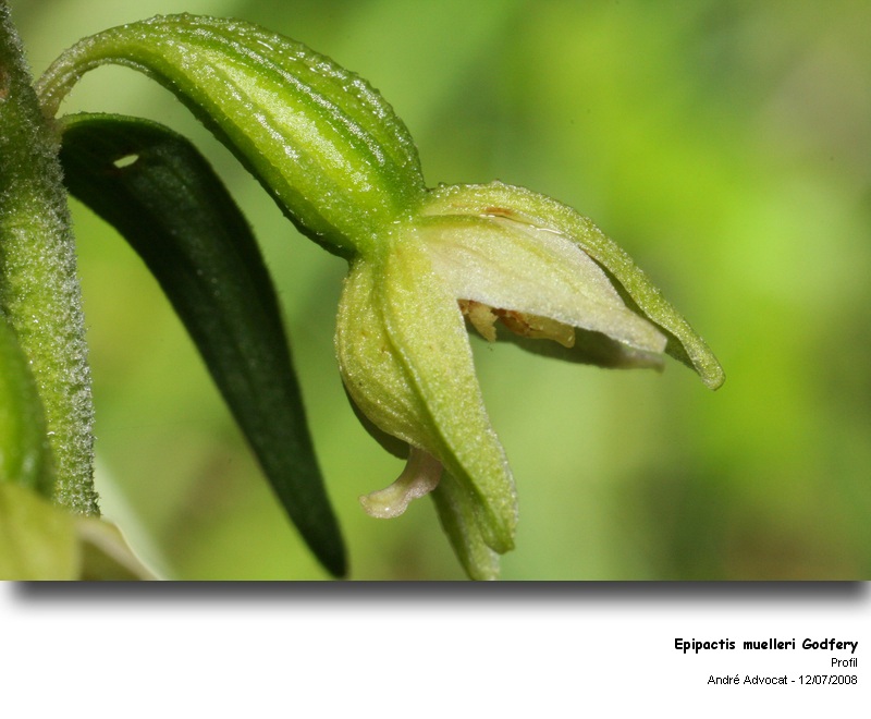 Epipactis muelleri Godfery (Epipactis de Müller -Orchidée) #4809