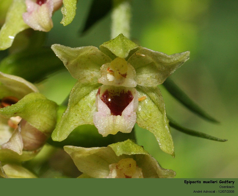 Epipactis muelleri Godfery (Epipactis de Müller -Orchidée) #4808