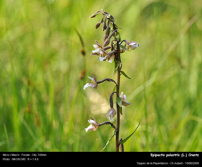 Epipactis palustris (L.) Crantz - épipactis des marais #11224
