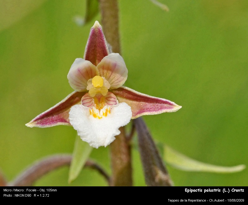 Epipactis palustris (L.) Crantz - épipactis des marais #11228