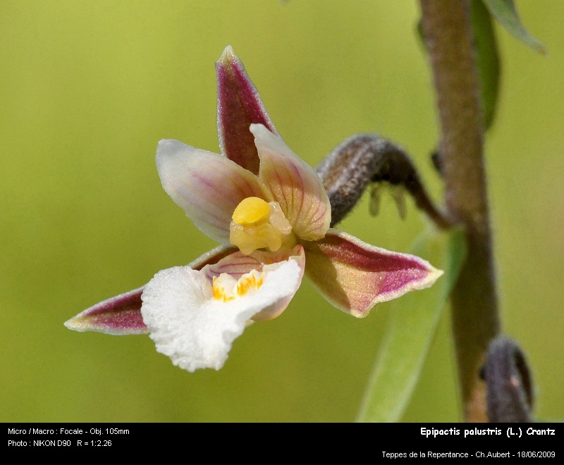 Epipactis palustris (L.) Crantz - épipactis des marais #11226