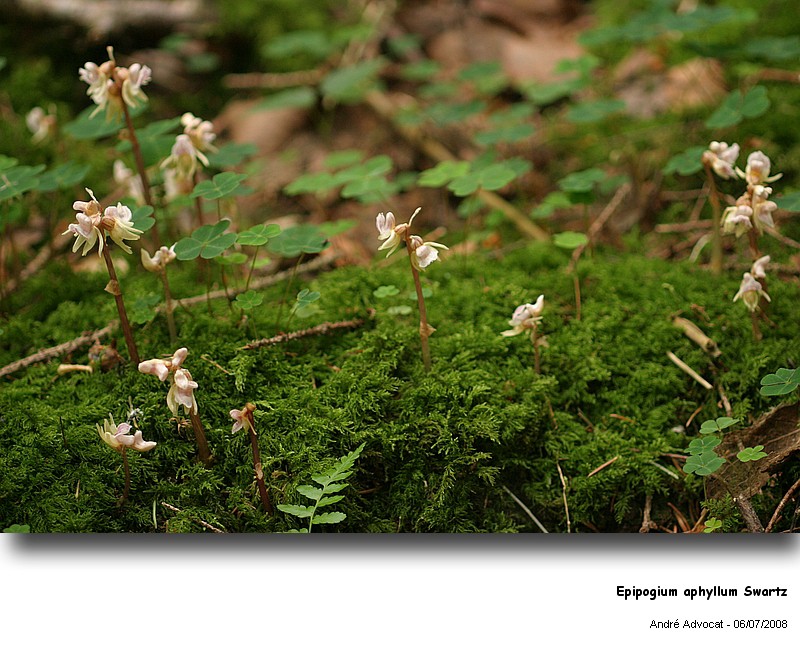Epipogium aphyllum Swartz (Orchidée) #4724