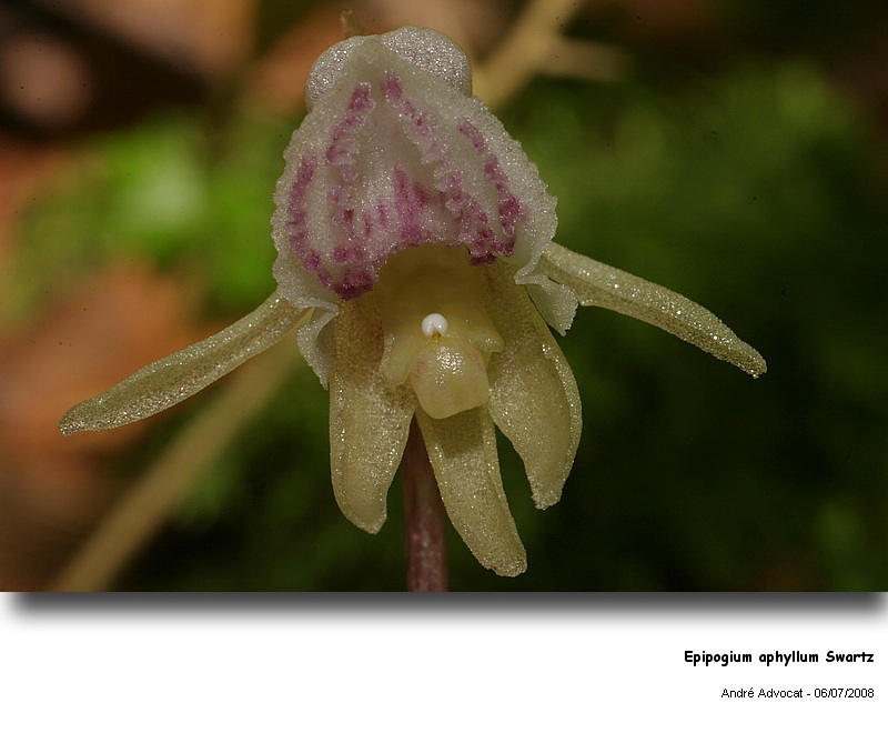 Epipogium aphyllum Swartz (Orchidée) #4725