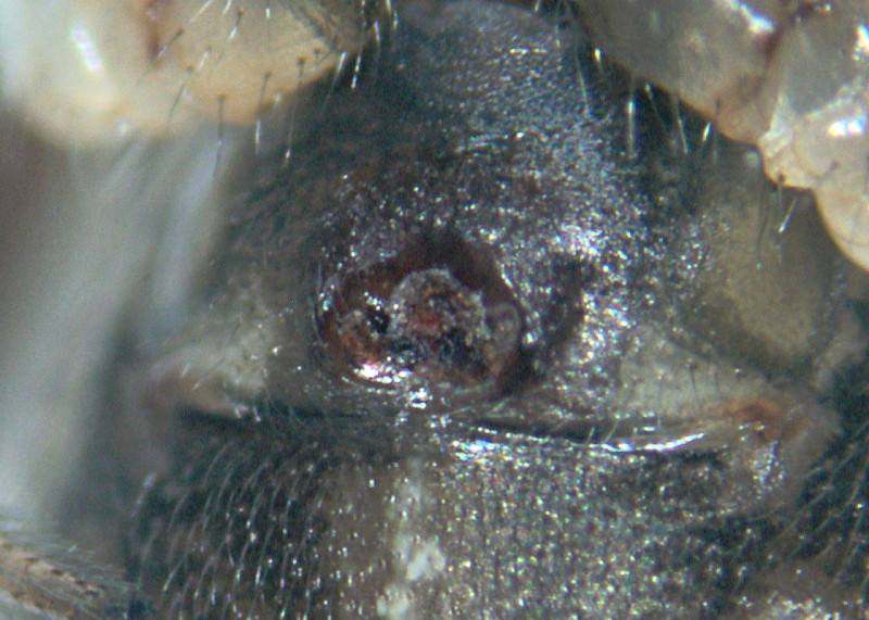 Episinus angulatus (Blackwall) - Theridiidae #11340