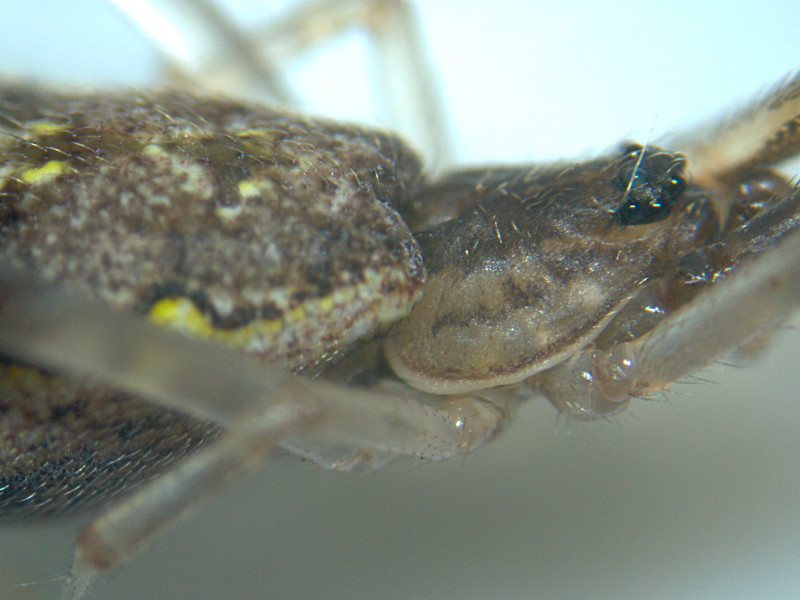 Episinus angulatus (Blackwall) - Theridiidae #11339