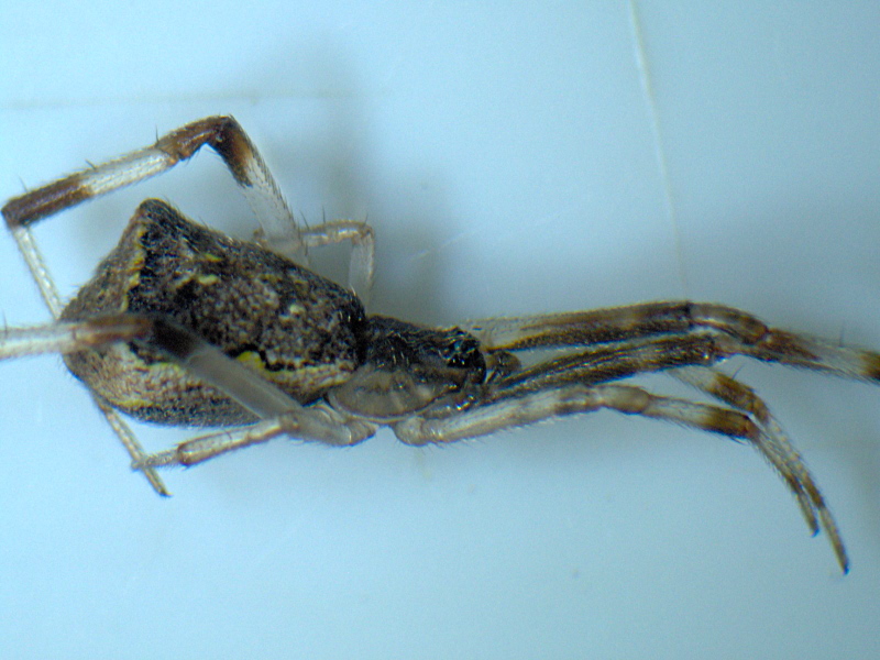 Episinus angulatus (Blackwall) - Theridiidae #11338