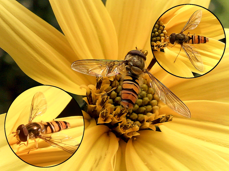Episyrphus balteatus #28836