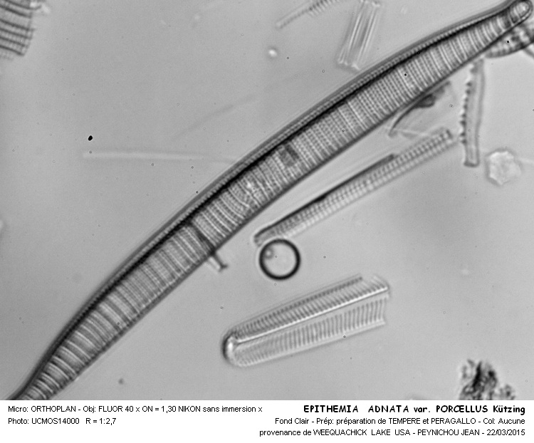EPITHEMIA ADNATA var. PORCELLUS #40934