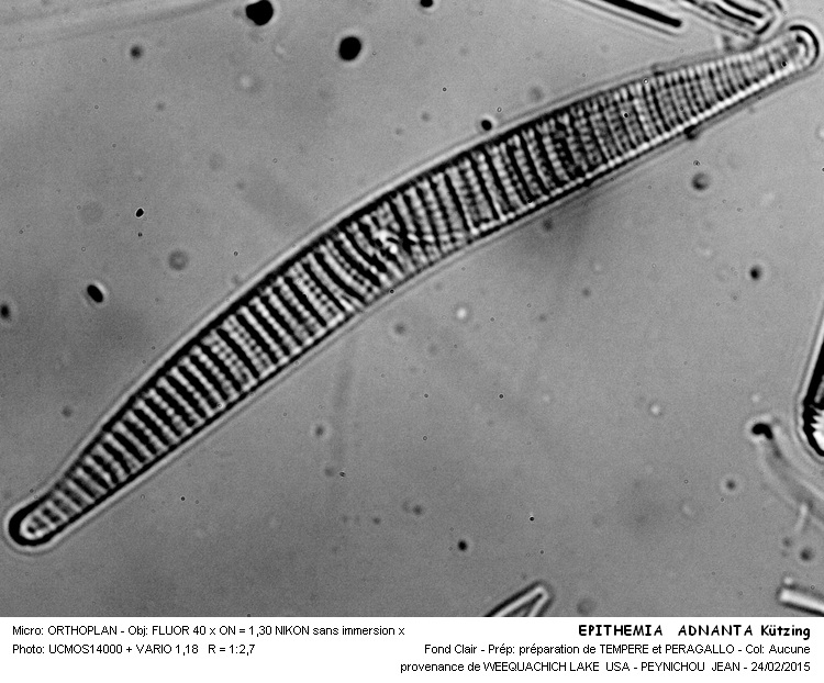EPITHEMIA ADNATA Kützig #40721