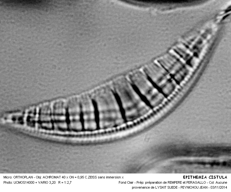 EPITHEMIA CISTULA #39610