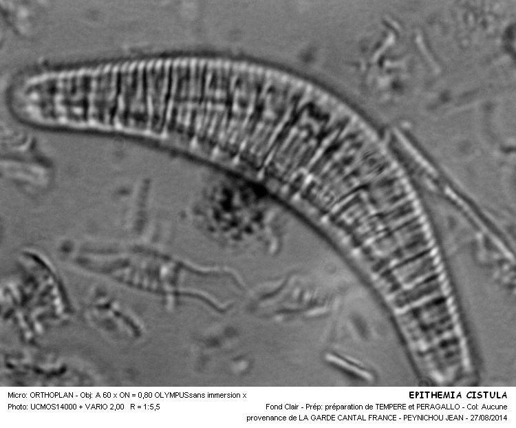 EPITHEMIA CISTULA #38669