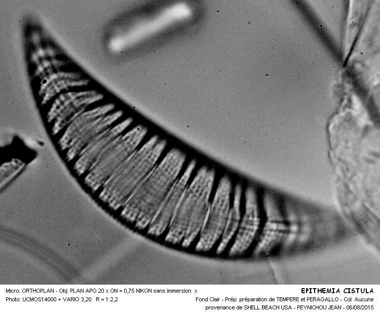 EPITHEMIA CISTULA #41828