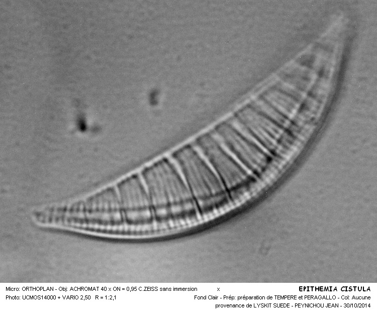 EPITHEMIA CISTULA #39548