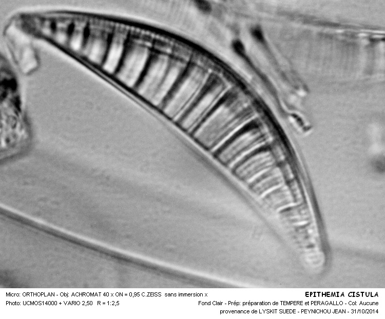 EPITHEMIA CISTULA #39549