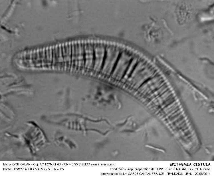 EPITHEMIA CISTULA #38556