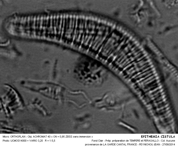 EPITHEMIA CISTULA #38668