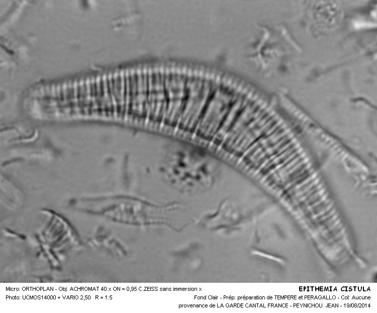 EPITHEMIA CISTULA #38555