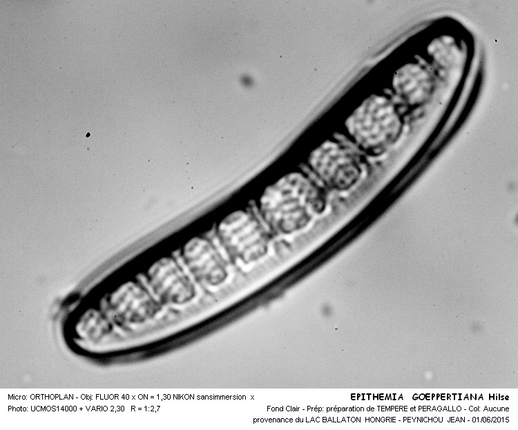 EPITHEMIA GOEPPERTIANA Hilse #41441