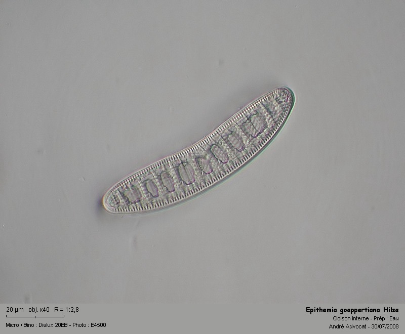 Epithemia goeppertiana Hilse #4923
