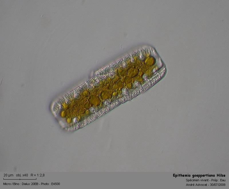 Epithemia goeppertiana Hilse #4914