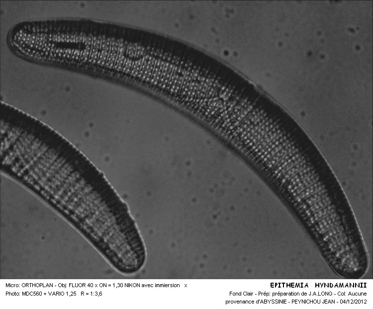EPITHEMIA HYNDMANNII #32091