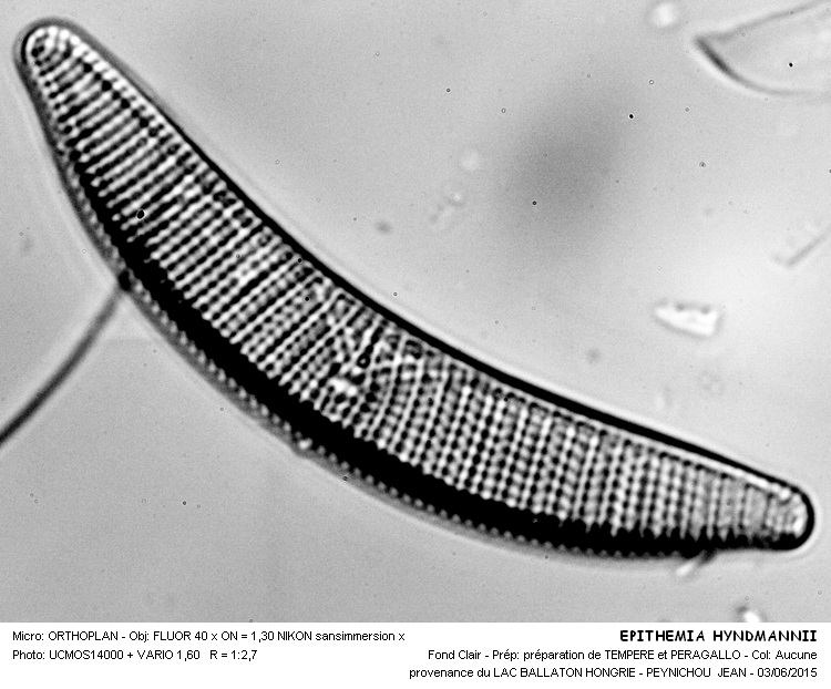 EPITHEMIA HYNDMANNII W.Smith #41444