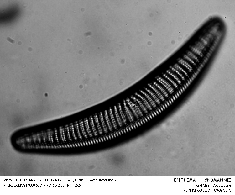 EPITHEMIA HYNDMANNII #33557