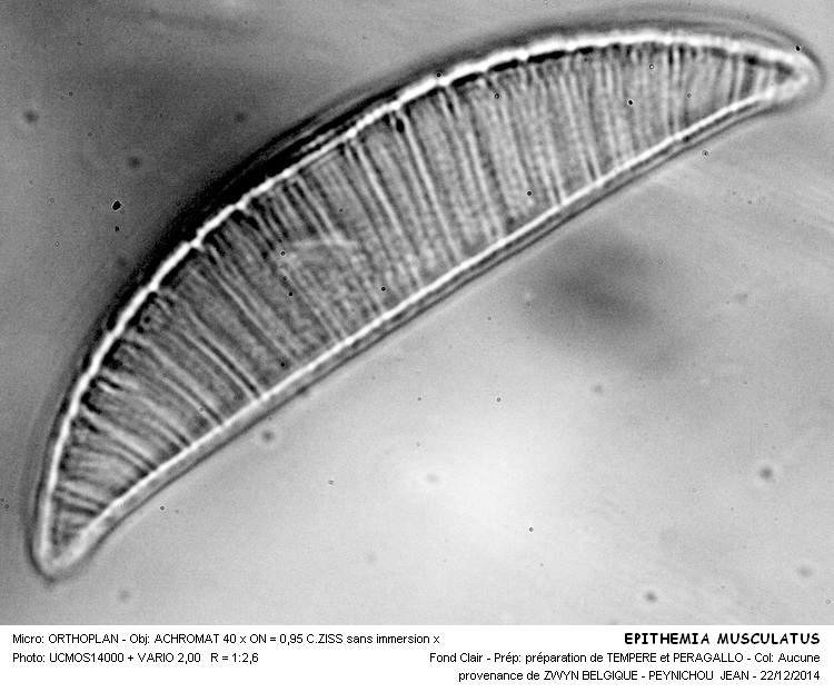 Epithemia musculus Kützing #40162