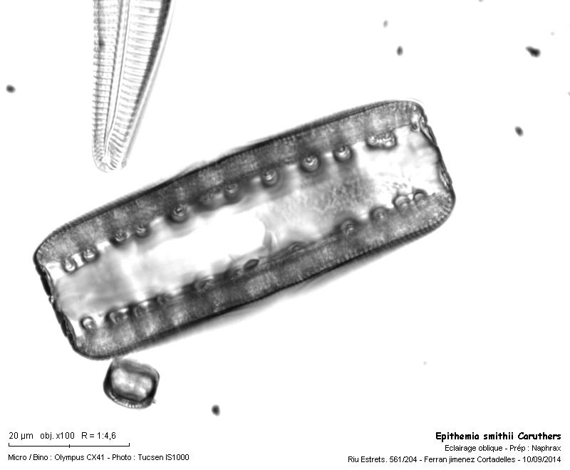 Epithemia smithii Carruth. #39268