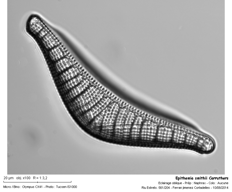Epithemia smithii Carruth. #39267