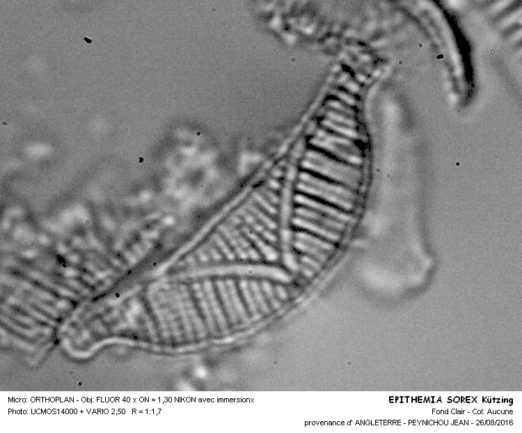 EPITHEMIA SOREX Kützing #46677