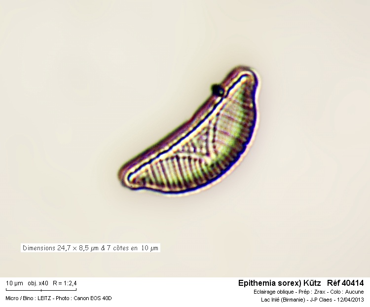 Epithemia sorex #30756