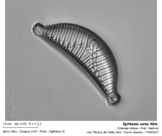 Epithemia sorex Kütz. #54257