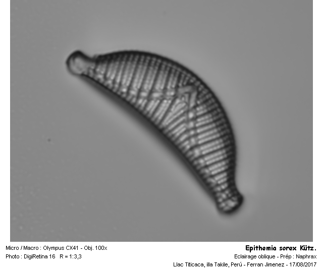 Epithemia sorex Kütz. #54258