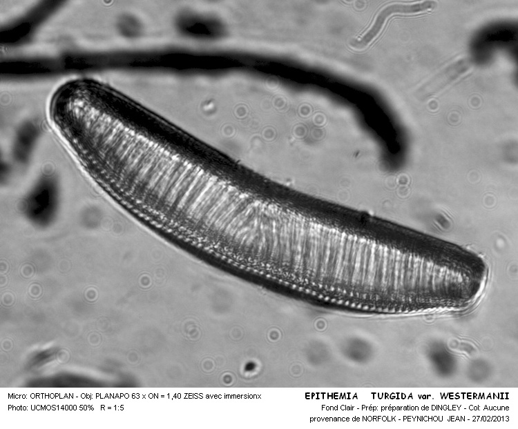 EPITHEMIA TURGIDA var. WESTERMANII #33599