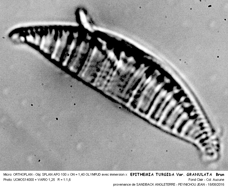 EPITHEMIA TURGIDA Var. GRANULATA Brun #46526