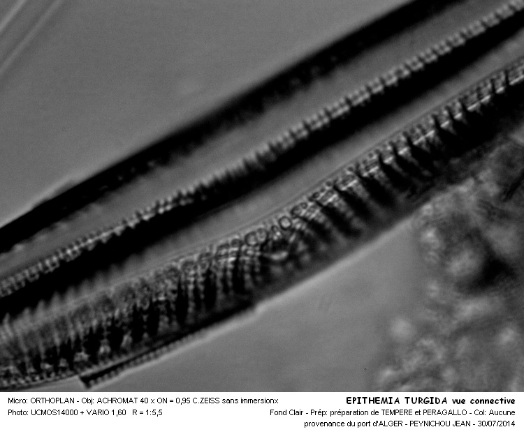 EPITHEMIA TURGIDA vue connective #38368