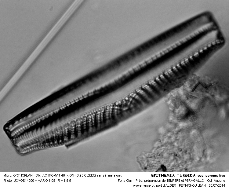 EPITHEMIA TURGIDA vue connective #38365