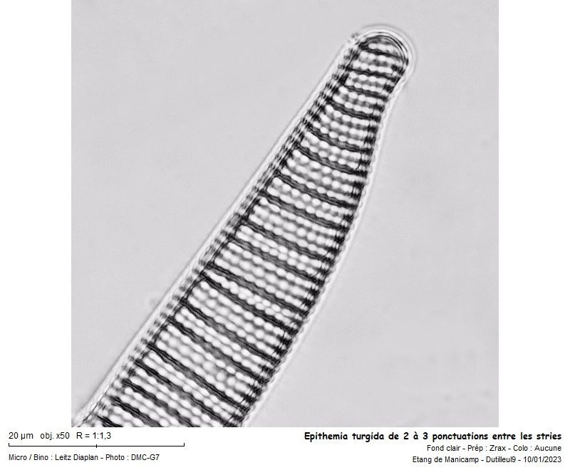 Epithemia turgida Ehrenberg #73369
