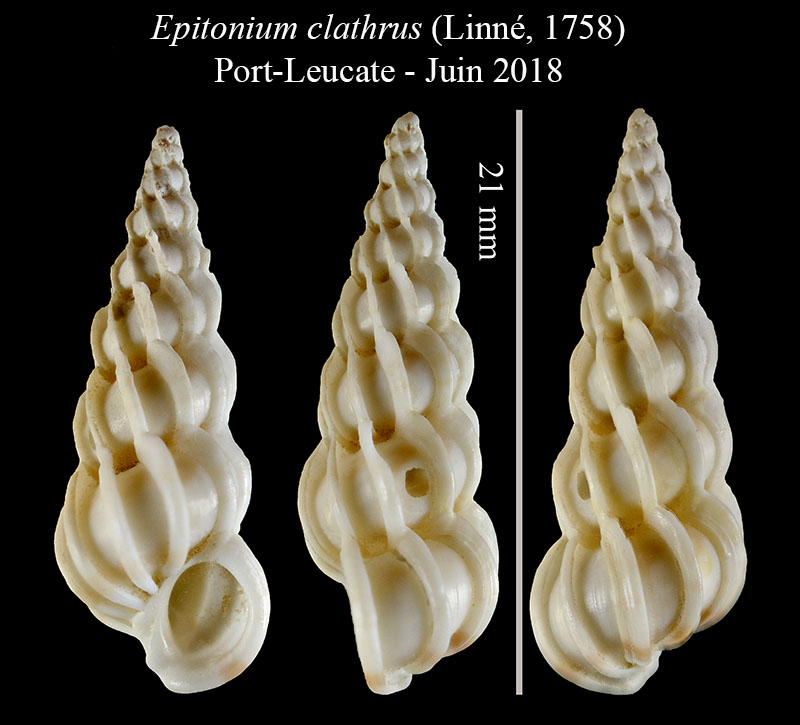 Epitonium clathrus #55989