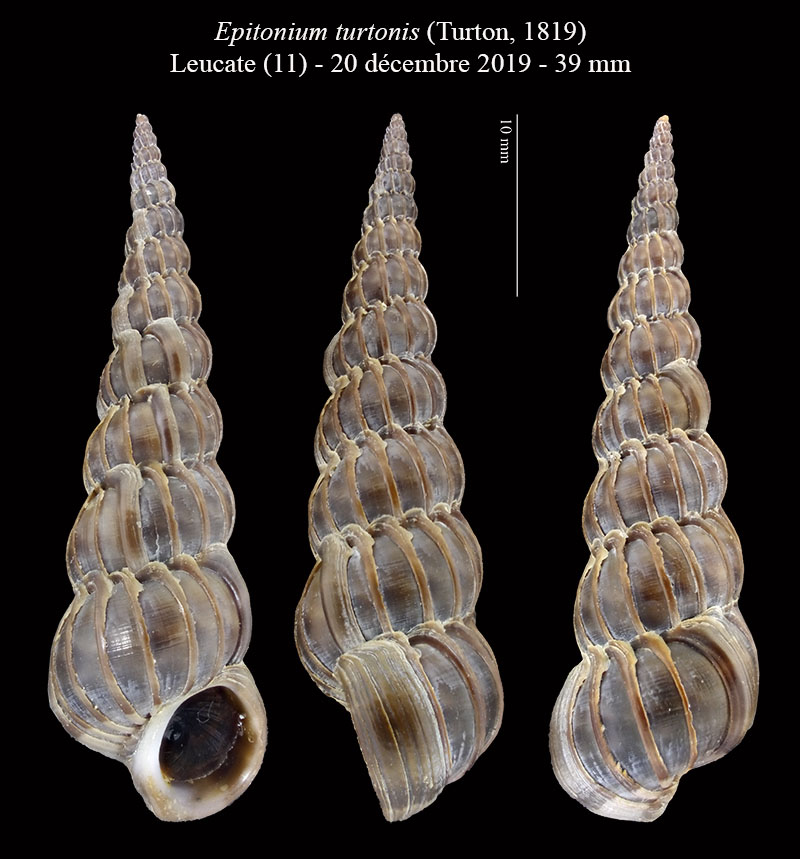 Epitonium turtonis #64097