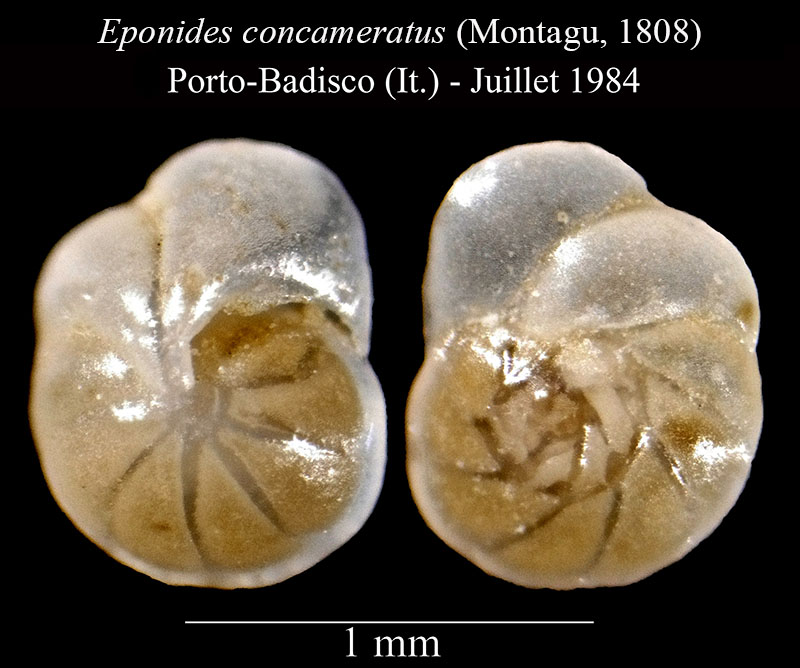 Eponides concameratus #56793