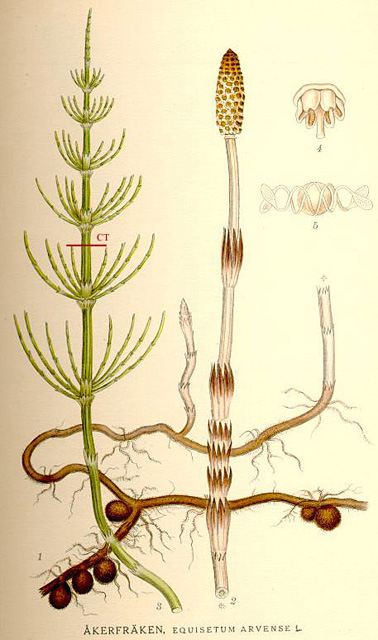 Equisetum arvense L. (La prêle, CT tige stérile) #37
