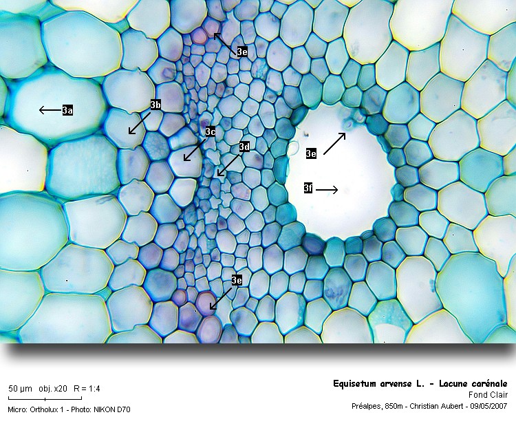 Equisetum arvense L. (La prêle, CT tige stérile) #46