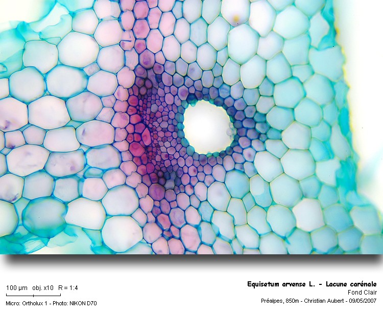 Equisetum arvense L. (La prêle, CT tige stérile) #45