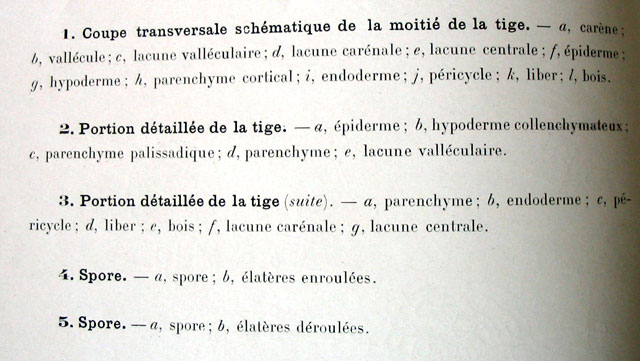 Equisetum arvense L. (La prêle, CT tige stérile) #39