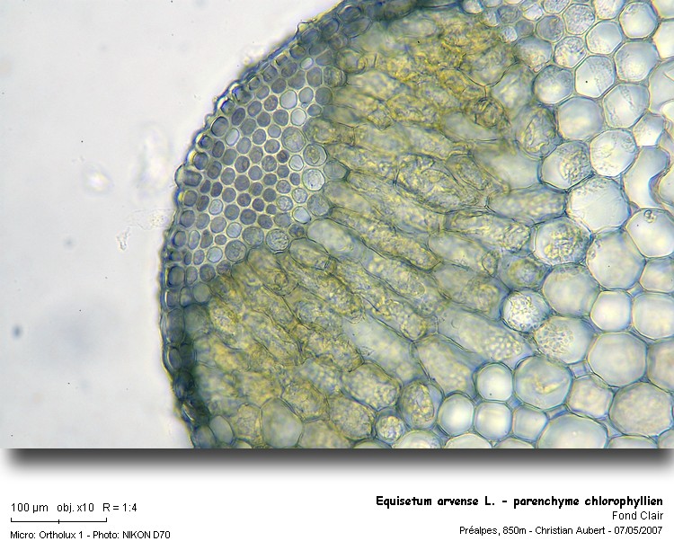 Equisetum arvense L. (La prêle, CT tige stérile) #43