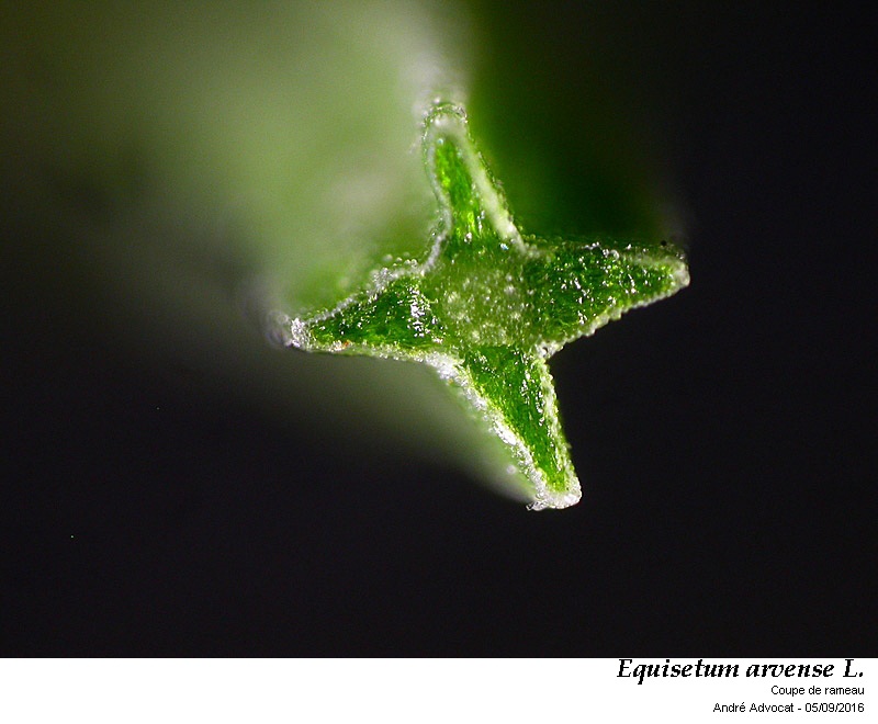Equisetum arvense L. #46872